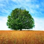 Accumulare energia eolica sugli alberi