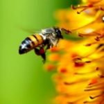Fermare l'avvelenamento delle api