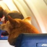 Viaggi aerei: cani in cabina con i padroni. Le nuove regole della Delta