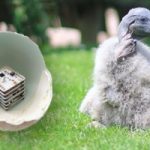 Uova stampate in 3D contro l'estinzione delle specie