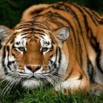E se la tigre tornasse in Cambogia? Il primo caso di reintroduzione transnazionale