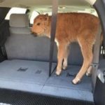 Yellowstone: turisti vogliono salvare cucciolo di bisonte ma ne provocano la morte