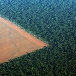 Stop alla coltivazione della soia in Amazzonia, moratoria diventa permanente. Esultano ambientalisti...