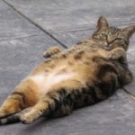 La metà dei cani e gatti italiani è sovrappeso
