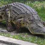 I terribili coccodrilli mangia-uomini sono arrivati dall'Africa alla Florida