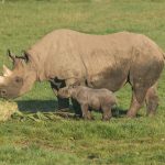 Il mondo festeggia la nascita di due baby rinoceronti