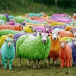 Come modificare artificialmente il manto delle pecore