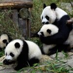 È vero che il panda gigante non è più a rischio di estinzione?