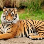 Tigri a rischio estinzione: ne rimangono 3000. Il 29 luglio è la giornata mondiale