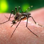 Zika, primo caso in Europa