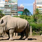 Il sindaco di Buenos Aires chiude lo zoo