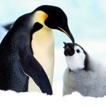 I pinguini di Adelia potrebbero scomparire?
