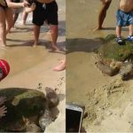 Una tartaruga calpestata e picchiata per un selfie