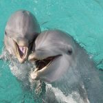 I delfini si parlano e gli scienziati hanno registrato una loro conversazione
