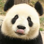 Il Panda non rischia più l'estinzione