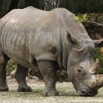 Giornata mondiale del Rinoceronte: continua il massacro per il corno