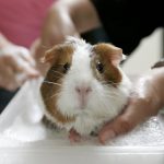 No ai cosmetici testati sugli animali, lo dice la Corte Europea