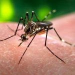 Zika: il virus si trasmette anche attraverso lacrime e sudore
