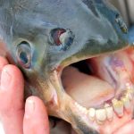 Un pesce con i denti da uomo