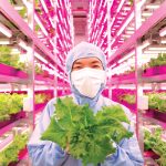 La fattoria verticale che produce 12.000 cespi di insalata al giorno