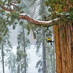 12 cose spettacolari sulle sequoie giganti