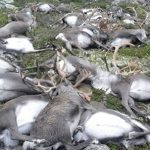 Un fulmine gigantesco ha ammazzato 323 renne