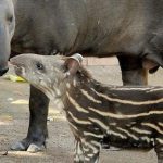È nato un cucciolo di tapiro al bioparco di Roma. Il nome è un tributo a Striscia la notizia…