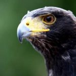 L’Europa salva le direttive “Habitat” e “Uccelli”. Per WWF e Lipu è una “vittoria straordinaria”