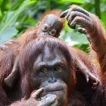 È nato il primo orango nella foresta protetta dal Wwf a Sumatra
