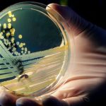 Arriva la prima lista dei super-batteri che resistono agli antibiotici