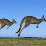Australia pronta ad abbattere 1 milione di canguri