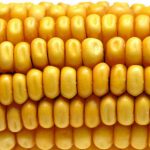 Europa divisa su 3 nuovi mais OGM