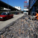Non si ferma il commercio clandestino delle pinne di squalo