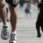 Anche i cani potranno correre domenica la “Strabologna”