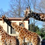 Domenica 18 giugno al Bioparco di Roma ‘Sua altezza la giraffa!’