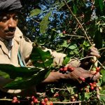 Il surriscaldamento globale potrebbe lasciarci senza caffè: a rischio le piantagioni in Etiopia