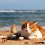 Cani e gatti in vacanza? Arriva l’assicurazione
