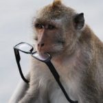 Scimmie che rubano agli umani e chiedono una ricompensa per restituire gli oggetti