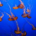 Le meduse del Mediterraneo sono decuplicate in sei anni