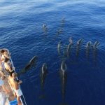 Legge salva balene in Francia: installazione obbligatoria di sistemi anti-collisione