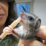 L’ospedale Lipu assiste ogni anno oltre 5000 animali selvatici