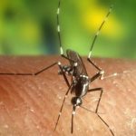 La zanzara è l’animale più letale: 830mila morti l’anno
