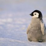 Allarme pinguini in Antartide: 18mila coppie solo 2 neonati