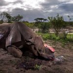 Rinoceronte mutilato vince Wildlife Photographer of the Year 2017