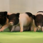 Un'innovazione potrebbe consentire presto i trapianti di organi di maiale negli esseri umani