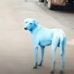 Perché i cani indiani di Navi Mumbai sono diventati blu?