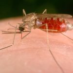 Malaria a Taranto, ricoverati quattro extracomunitari. “L'hanno contratta qui”