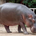 Gli ippopotami sono a rischio di estinzione