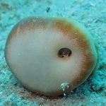 Un granchio dentro a un corallo