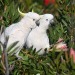 Uccelli che insegnano a parlare ad altri uccelli